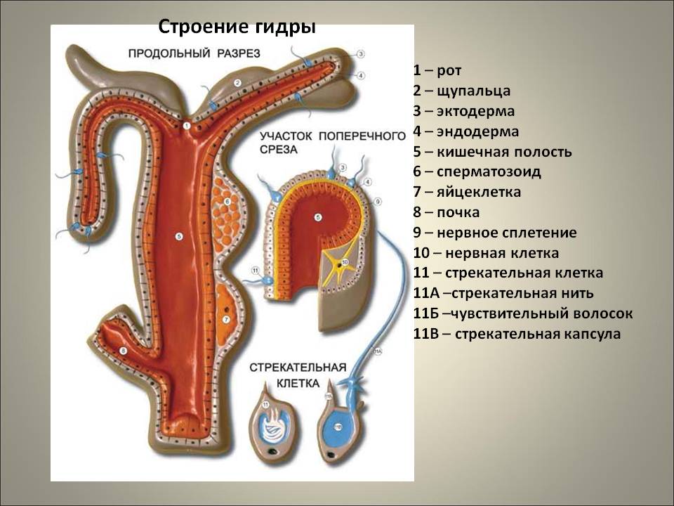 Kraken зеркало