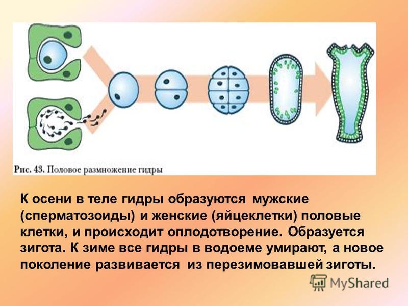 Кракен kr2web in сайт официальный